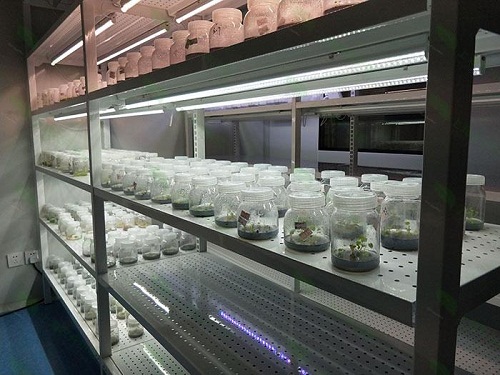 庆城植物组织培养实验室设计建设方案